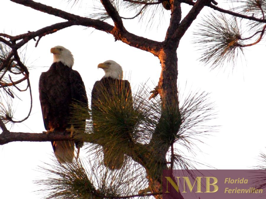 Natur NMB Ferienhäuser