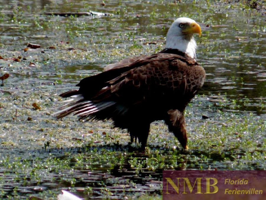 Natur NMB Ferienhäuser
