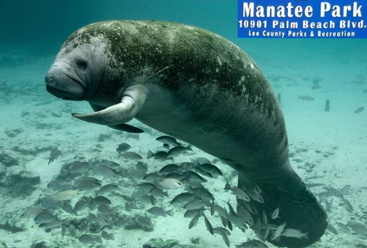 Manatee Park